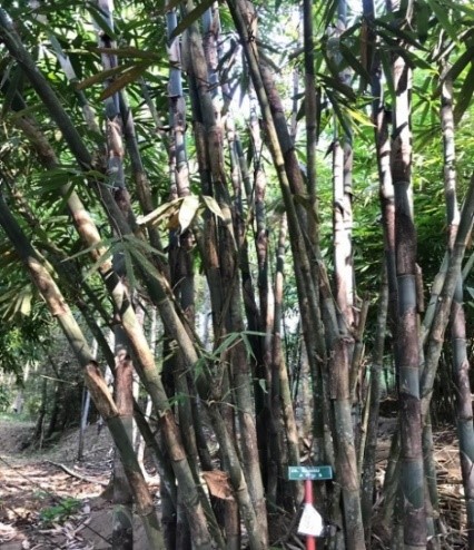 Hasil hutan yang digunakan untuk anyaman selain bambu adalah