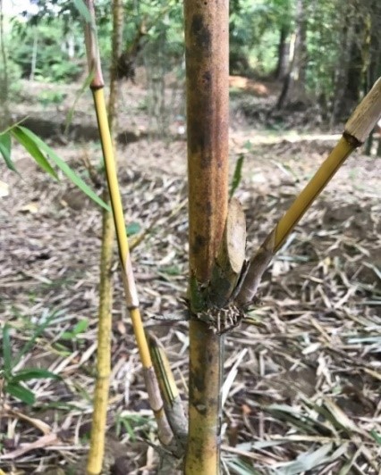 Apus adalah lain nama dari bambu 12 Macam